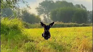 These mini Dachshunds can run so fast. Rockets, Formula 1 dogs.