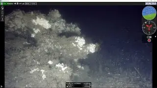 Lophelia deep reefcoral