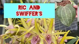 ORCHID FESTIVAL AT KRULL-SMITH Hoya and Orchid Sale