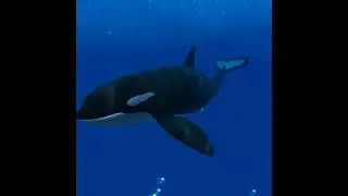the ocean is beautiful but terrifying - Ocean Rift