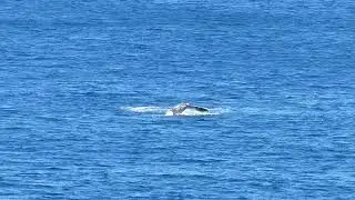 Humpback Whale tail slapping