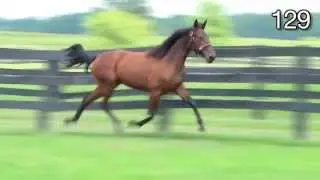 H129 Kates Star - 2013 Canadian Yearling Sale - Tri Star Farms