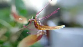 Una floraci&oacute;n de mi Restrepia Brachypus