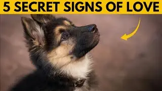 5 Things Your German Shepherd Does That Secretly Mean &ldquo;I Love You&rdquo;