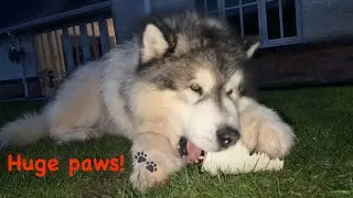 Моя собака выпила кофе! Что будет дальше??