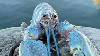 Blue Lobster jumpscare meme (EARRAPE)