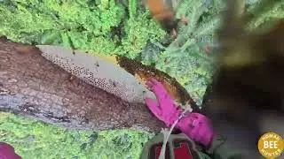 TOP 5 Most Dangerous Wild Honey Hunting Videos of 2025 ｜ Nomad Bee Hunter 9mt7p3XNYZE part11