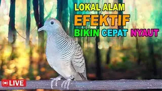 Perkutut Lokal Gacor alam liar - iramanya bikin lawan cepat nyaut