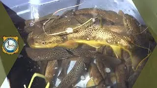 South Tongue River Sampling