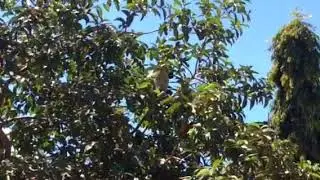 Monkey eating guava fruit up in the tree. Monkey In Guava Tree. 09092018