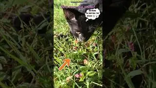 The kitten is sniffing medicinal herbs #shorts #catshorts #trending