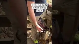 Service dogs love being out with their person, don&rsquo;t feel bad for them. #servicedog
