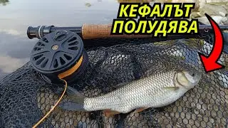 Риболов на кефал със суха муха &ndash; големи бръмбари и брутални удари
