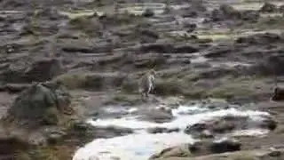 Penguin shuffle