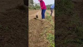 Do you use a hoe to weed and loosen the soil