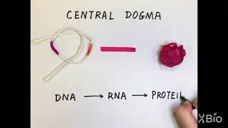 The Central Dogma of Biology
