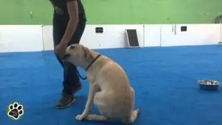 buddy, the labrador training for TDI therapy dog international test