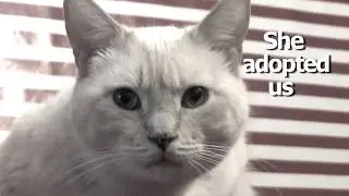 Best Cat Mom Ever - Furball Fables