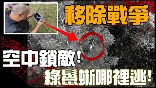 移除即戰爭 ! 熱成像空中鎖定綠鬣蜥 ! 全台最強團隊向外來種全面開戰 ! | iguana | Taiwan
