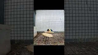 😍 African love birds nesting time|bonded pair|make nesting material breeding mood#shorts#birds#pets🦜