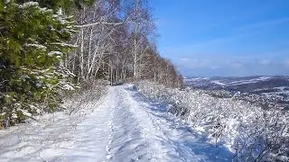 Winter walk through the forest on a sunny day