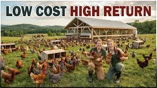How to Start Backyard CHICKEN FARMING at Home | Step-by-Step Guide