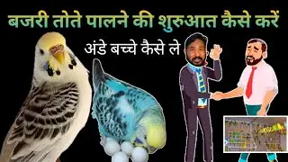 बजरी तोते पालने की शुरुआत कैसे करें | बजरी तोतो से अंडे बच्चे कैसे ले