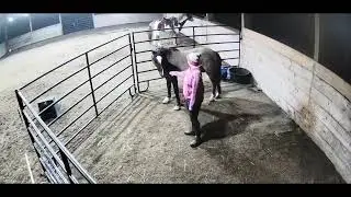 Week two gentling wild mustang “Bunny”
