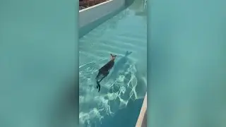 Baby kangaroo beats the heat in pool at Australian theme park