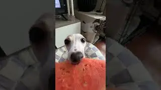Dog Eats Watermelon for the First Time | Funny Reaction #shortsfeed #shorts #shortvideo