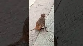 monkey video 969 | she is pregnant mother | hungry mother || 🐒🥺 #shorts #animal #monkey