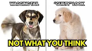 7 Dog Myths That Sound True &mdash; But Aren&rsquo;t