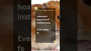 Hamsters  hoard food