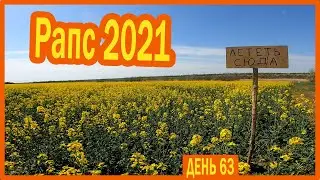 ||ДЕНЬ 63|| Рапс 2021. Расширение продолжается. Знакомство с агрономом. Сильно покусали пчёлы.