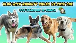 Vlog with Diego, Caesar, Moxie and Lars | Meet the cutest Labrador | Dog boarding 🏡