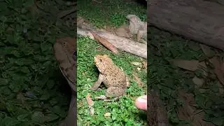 Catching a frog wants to laugh Funny frogs | Catching Frogs funny I tep longheng 🐸🐸🐸🐸🐸🐸🐸🐸🐸🐸