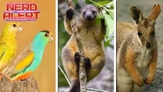 These Animals Will Go First Due To Global Warming