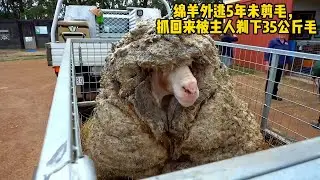 绵羊外逃5年未剪毛，抓回来被主人剃下35公斤毛，剃完浑身轻松#剪羊毛 #剃羊毛  #解压视频#有趣視頻