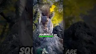 How Squirrels Accidentally Reforest the Planet 🌳🐿️ #Squirrels #tree #animals #didyouknow