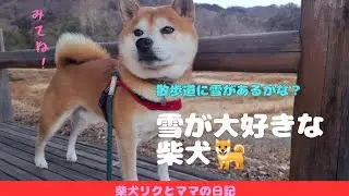 【柴犬リク君】雪道歩きたい柴犬🐕‍🦺🐾この散歩道に雪はある？ない？