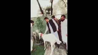 👑imrankhan qurban❤️ slaughter#eid#viral#foryou#imrankhanpti#ptiofficial#edit#whatsupstutesvideos