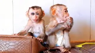 The two smart monkeys did not dare to go anywhere, lest the boy take his mother's bag