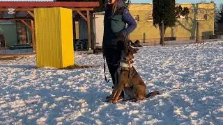 Coca Favitole, 9.month #dog #germanshepherd #puppytraining #dogtraining #workingdog 