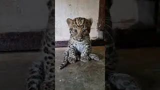 🐆 WOW!!!, this little leopard cub is absolutely fierce!!!😂😂😂 #adorable #zoo #leopard  #leopardcub