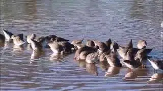 Redshanks At Fremington Quay