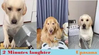 Dogs reacting to human's  funny prank  | Dog Video | Dog comedy video  #ytcomedyvideos