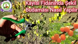 Kayısı Fidanında Şekil Budaması Nasıl Yapılır🌳Ağacı Böyle Budarsan Asla Kırılmaz Ve Verimi Aratar