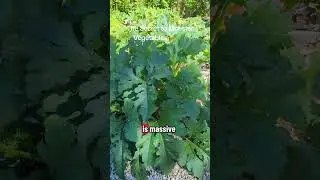 The Secret to Monster Vegetables 🥕🥒 Grow Them Like a Pro! #garden