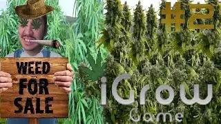 I GROW GAME #2 | GROWING THAI WEED