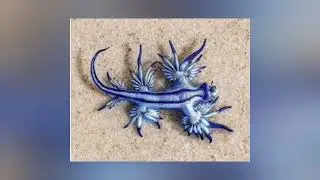 Glaucus atlanticus is called&nbsp;blue sea dragon